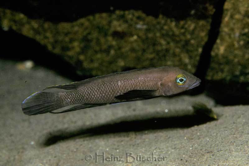 Neolamprologus pectoralis 'Tembwe (Deux)'